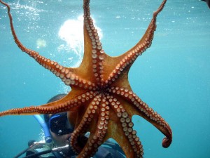 octo s